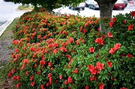 autumn embers azalea care|autumn embers for sale.